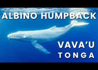 Siale The Albino Humpback Whale Of Tonga