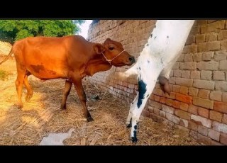  Eating Food From Tree Calf Drink The Goat Milk