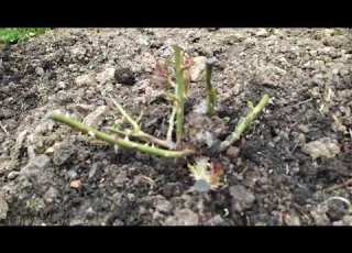 May 2026 Roses That Overwintered Without Cover What Happened To Them