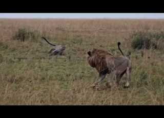 Leopard Charges At A Male Lion To Save Her Cubs