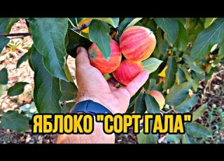 Обзор яблок сорт Гала