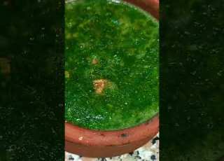  ملوخية خضرا طبخ Food عزومات عزومات رمضان Cookingfood