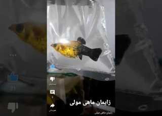  زایمان ماهی مولی ماهی ماهیگیری السعودية آکواریوم اکسپلور یوتیوب