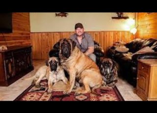  مواصفات وحقائق لاتعرفه عن كلب الماستيف اليزي او English Mastiff