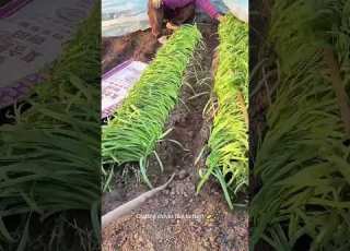 This Farming Gadget Is Next Level SMART 100x Speed Harvest Agriculture Harvest