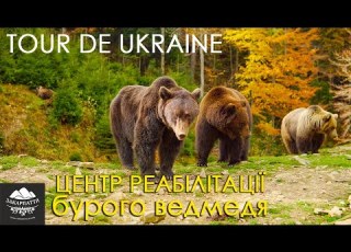  Осіннє Закарпаття Бурі ведмеді Синевир закарпаття Tourism Carpathians ведмідь карпати