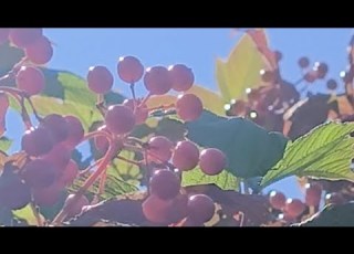  запрошую на пельмені