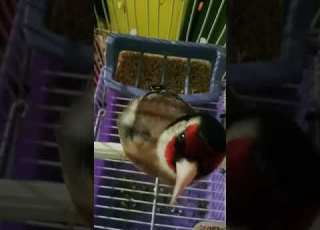  تغريد حسون مغربي خلوي الاصيل