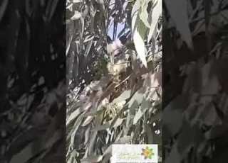  الشيخ فايز القثامي يتحدث عن بعض فوائد عسل الكينا