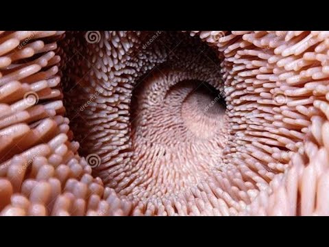 الإمتصاص المعوي بنية الجدار الداخلي للمعي الدقيق مقر الإمتصاص الإمتصاص المعوي بنية الجدار الداخلي للمعي الدقيق مقر الإمتصاص