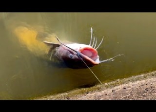  ドブのナマズを釣って調理