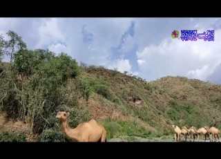  وصلوني على ابها