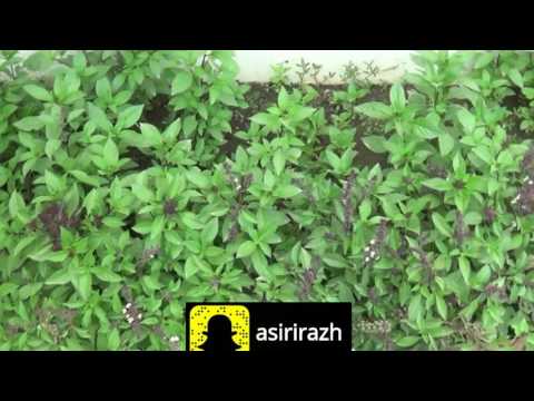 خطوة أرض العنب خالد العيسى رابط Mp3 خطوة أرض العنب خالد العيسى رابط Mp3