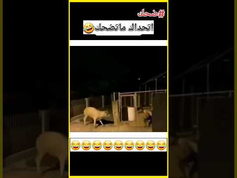 اتحداك ماتضحك مقاطع مضحكة مضحك ضحك مقاطع مضحكة اضحك Shorts