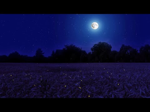 Night Ambience On A Barley Field Crickets And Wind Sounds Summer Full Moon