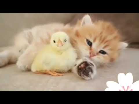 انشودة جميلة بالصدق والإحسان وقلب لا يعاني حالات واتساب حزينه أناشيد إسلامية