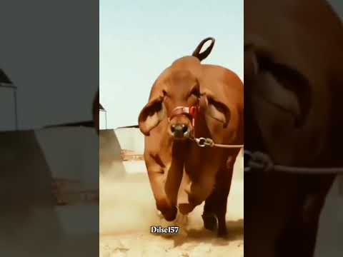 Dikaya Lvica Alex And Rus