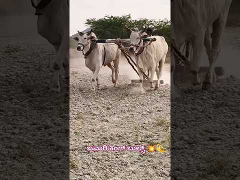 Heng Jaggatava Nodri Gale Le Tutu Viralshort Folkjanapada Trendingshorts Bull