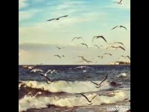 صباح ياطير الطاير قلو