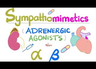  Sympathomimetics Adrenergic Agonists Epinephrine Norepinephrine Alpha Beta Receptors