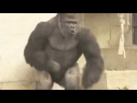 انا كينج كونج انا مش خرونج