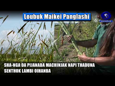 Loubuk Maikei Panglashi Sha Nga Da Pijanaba Machinjak Napi Thaduna Senthok Lambi Oihanba Loubuk Maikei Panglashi Sha Nga Da Pijanaba Machinjak Napi Thaduna Senthok Lambi Oihanba