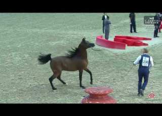  N 230 MUHAB BHM The 26th Sharjah Int AH Festival 2025 Stallions 4 Years Old Section B Class 8B