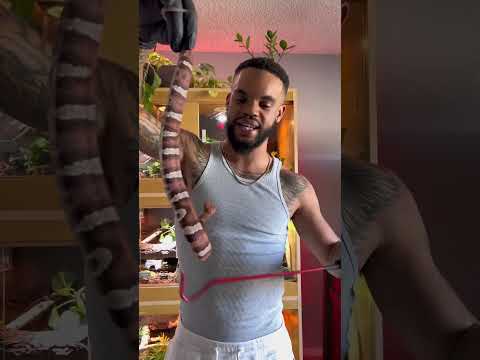 क य वह एक स दर स प ह य क य क परह ड व ष ल र टलस न क