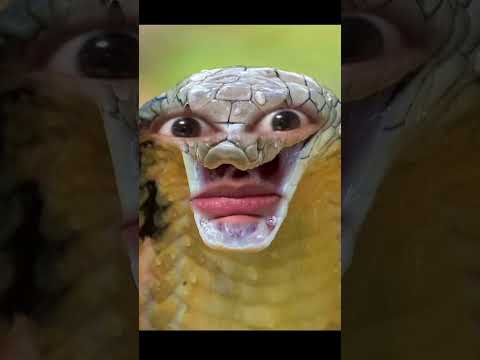 ISSEI Funny Video New Comedy Rimix Shorts