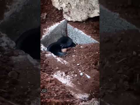 انظر إلى قبر هذا الشخص ثعبان اسود كبير