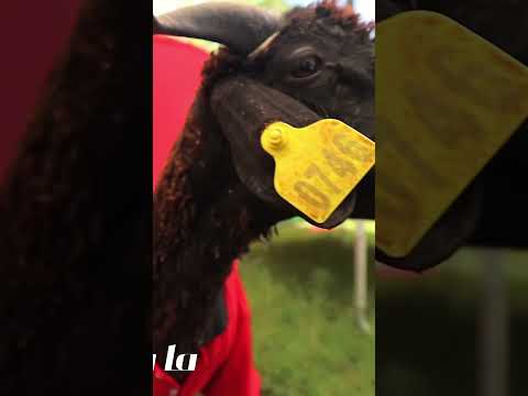 كليب خروف العيد مستر احمد والاميرة فيروز Sheep Al Eid Clip Mr Ahmed And Princess Fayrouz 2023