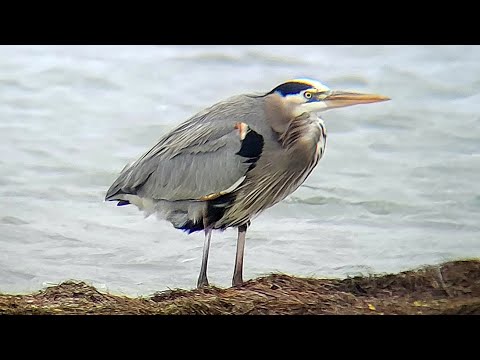 Coastal Birds My Collection Of Photographs As An Amateur Birder Coastal Birds My Collection Of Photographs As An Amateur Birder