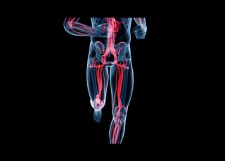 الفسلجة والتشريح 3D الحلقة 17 جهاز الدوران الاوعية الدموية الشرايين الاوردة الشعيرات الدموية