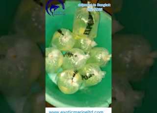  Shipping Globally From Kenya 𝐄𝐦𝐚𝐢𝐥 𝐦𝐚𝐫𝐤𝐞𝐭𝐢𝐧𝐠 𝐞𝐱𝐨𝐭𝐢𝐜𝐦𝐚𝐫𝐢𝐧𝐞𝐥𝐭𝐝 𝐜𝐨𝐦𝐖𝐡𝐚𝐭𝐬𝐀𝐩𝐩 𝟐𝟓𝟒𝟕𝟒𝟔𝟕𝟏𝟎𝟎𝟎𝟖