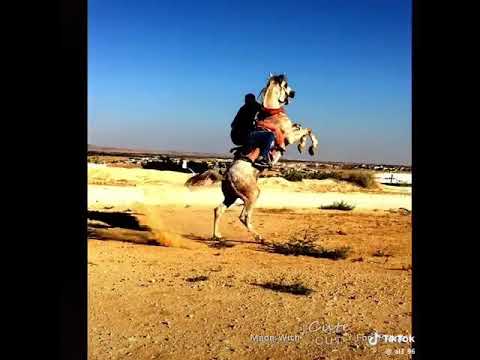 حسن المطيرات 14