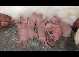  Baby Rabbit Crying