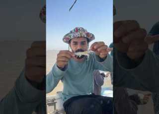 هم مجربين طعم الروبيان