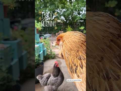 Good Morning 2025 06 03