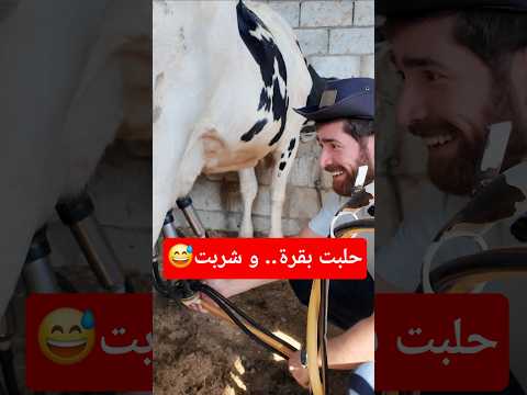 حلبت بقرة و جدا اندهشت