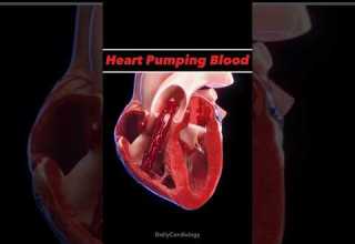 HEART ANIMATION Heart Anatomy Animation Bloodcirculation Cardiology Shorts