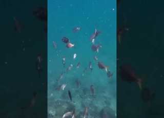 ΨΑΡΙΑ ΤΗΣ ΕΛΛΑΔΑΣ Σάλπα Salema Porgy ΥΠΟΒΡΥΧΙΕΣ ΛΗΨΕΙΣ UNDERWATER FOOTAGE OF FISH