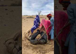 ذلك المشهد المذهل عندما شعر الجمل بالبرد جن جنونه من الفرح وبدأ يفعل أشياء غريبة