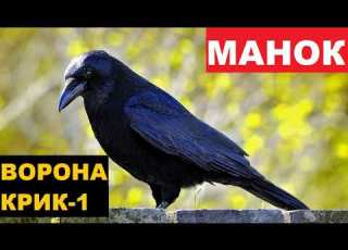 ГОЛОС МАНОК ВОРОНА КРИК 1