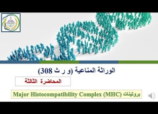  Lecture 3 MHC Proteins Immunogenetics