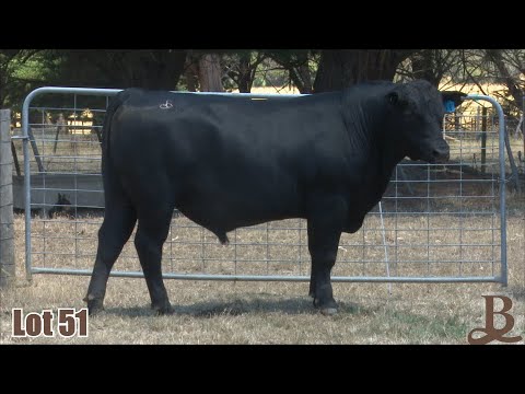 Lot 51 Barwidgee 20269