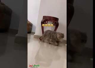 لوشي المبارك تدعو معجبيها للاحتفال بولادة قطتها