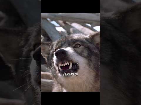 White Fang Vs The Bear A Life Saving Bond White Fang 1991