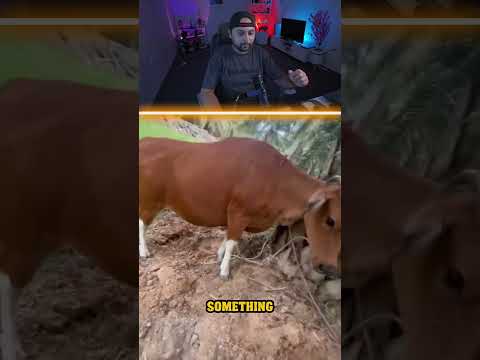 طبيب بيطري عبقري جدا