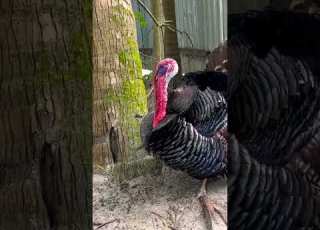  Tarki Murgi Viral Shorts Trending Short Youtubeshorts Shortvideo Turkyis Cute Bird Birds