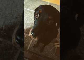  One Sided Love Story Rody Dori Rottweiler Viralvideo Youtubeshorts